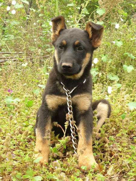 中华田园犬几个月大才会认主人,中华田园犬几个月能认主人