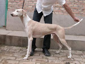 中华田园犬几个月大才会认主人,中华田园犬几个月能认主人