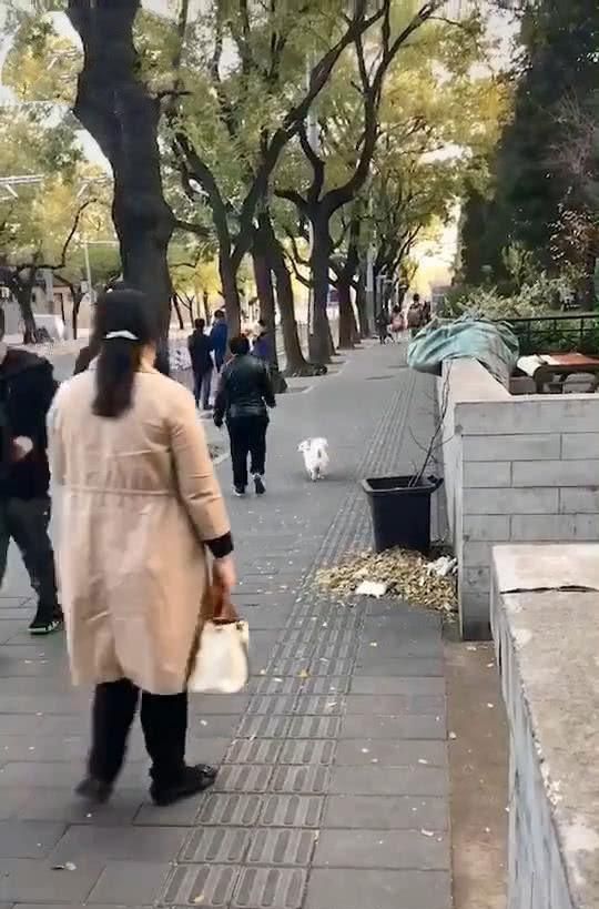 狗子摔了一跤摔出东西了,狗狗不小心摔了走路一瘸一拐的