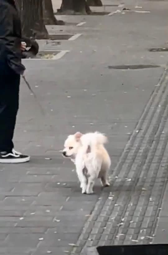 狗子摔了一跤摔出东西了,狗狗不小心摔了走路一瘸一拐的