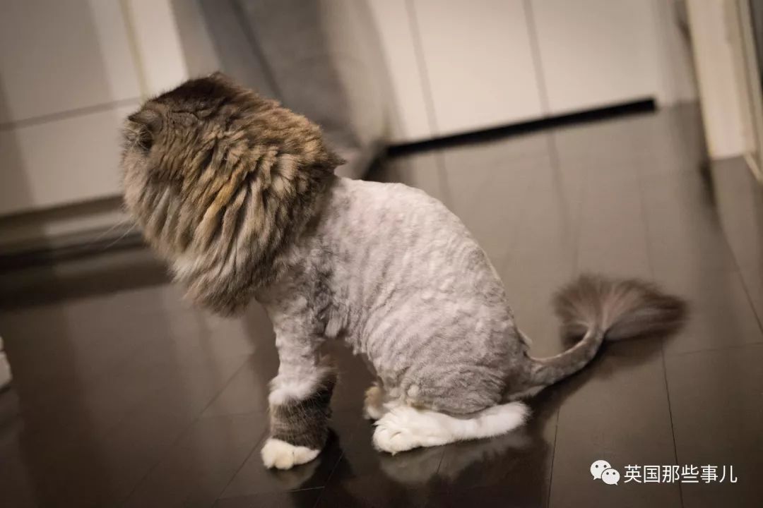 猫咪自己剃毛失败,猫剃毛失败