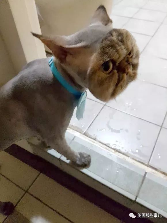猫咪自己剃毛失败,猫剃毛失败