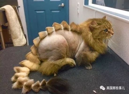猫咪自己剃毛失败,猫剃毛失败