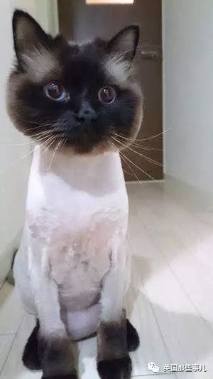 猫咪自己剃毛失败,猫剃毛失败