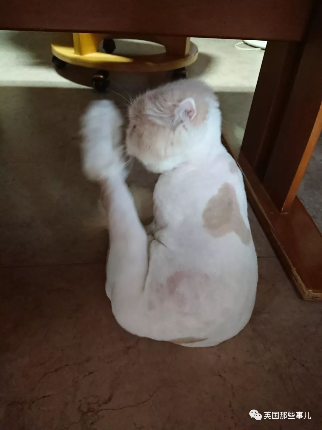 猫咪自己剃毛失败,猫剃毛失败