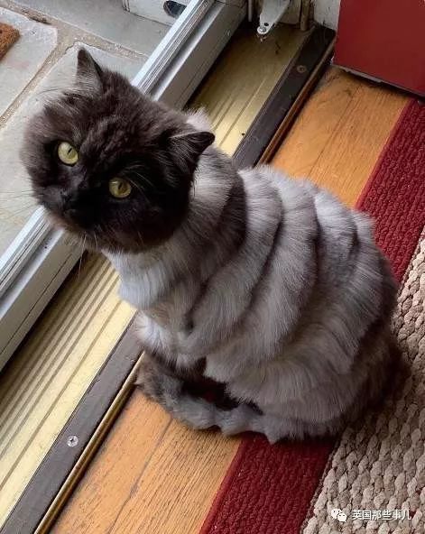 猫咪自己剃毛失败,猫剃毛失败