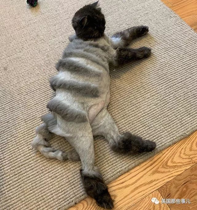 猫咪自己剃毛失败,猫剃毛失败