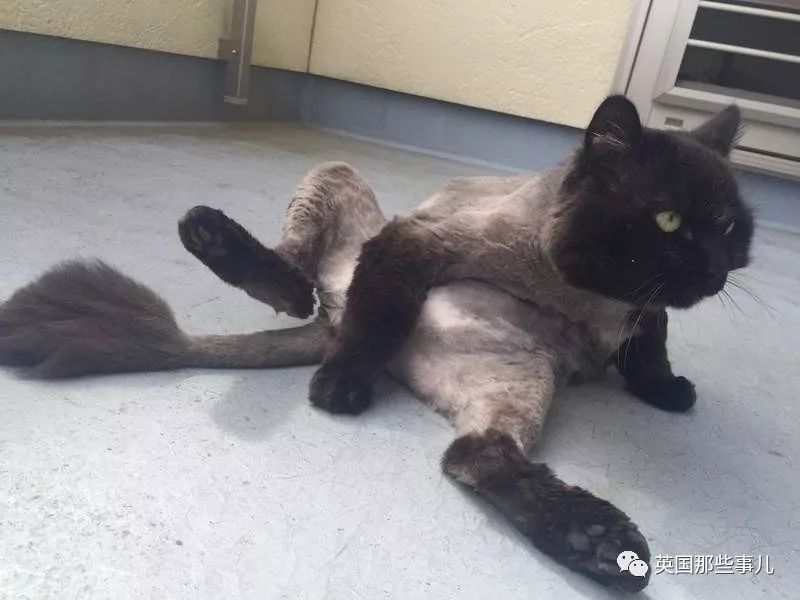 猫咪自己剃毛失败,猫剃毛失败