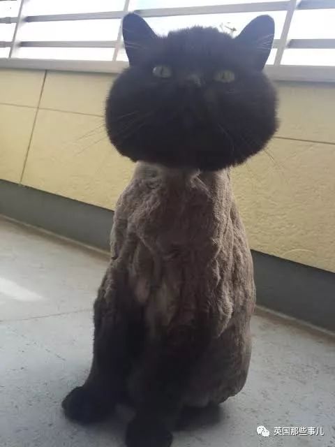 猫咪自己剃毛失败,猫剃毛失败