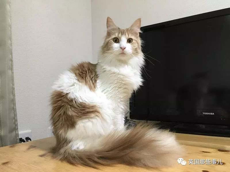 猫咪自己剃毛失败,猫剃毛失败