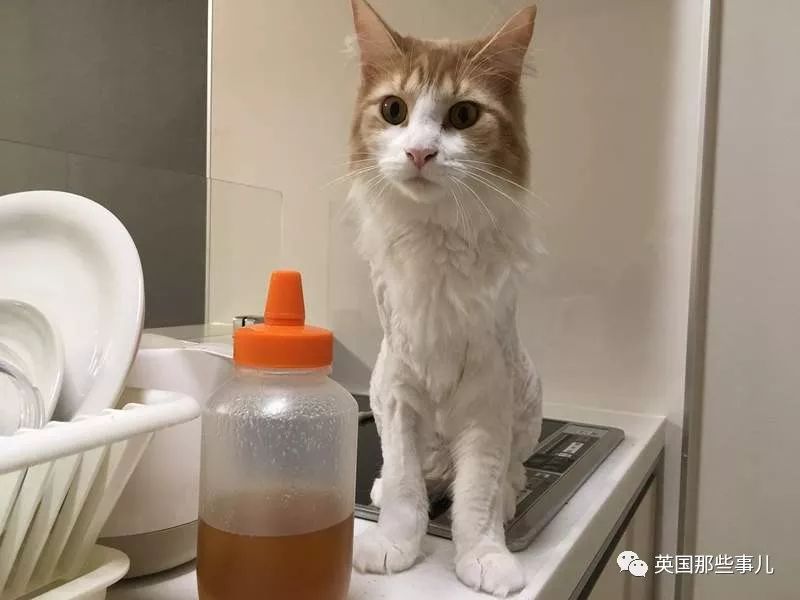 猫咪自己剃毛失败,猫剃毛失败