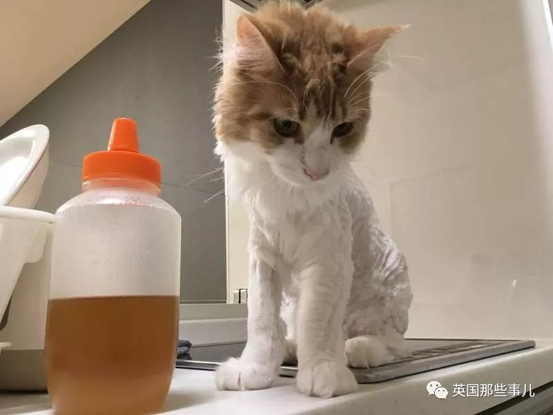 猫咪自己剃毛失败,猫剃毛失败