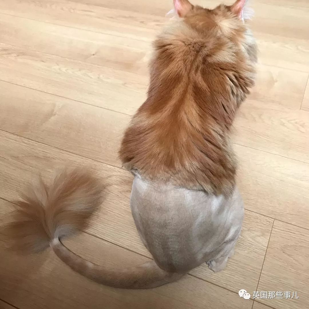 猫咪自己剃毛失败,猫剃毛失败