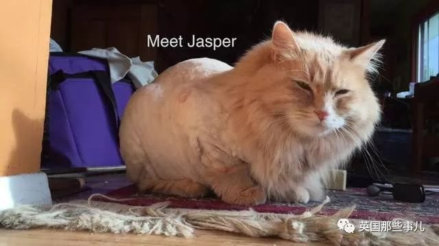 猫咪自己剃毛失败,猫剃毛失败