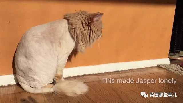 猫咪自己剃毛失败,猫剃毛失败