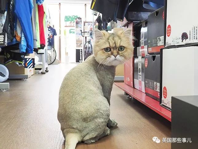 猫咪自己剃毛失败,猫剃毛失败