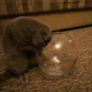 猫空中转体的动力学,猫空中转身的力学原理