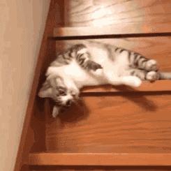 猫空中转体的动力学,猫空中转身的力学原理