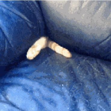 猫空中转体的动力学,猫空中转身的力学原理