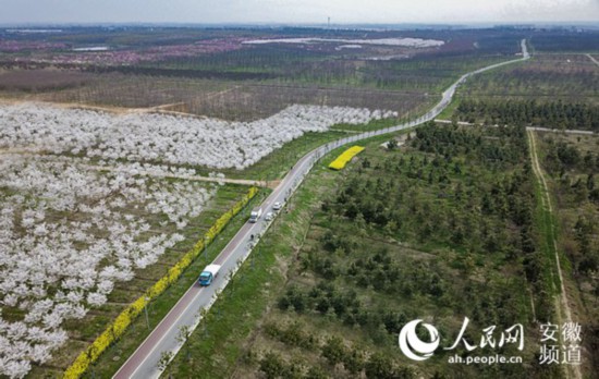 官亭林海：“江淮脊背”上的生态绿地