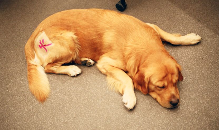 一家濒临倒闭的门店如何起死回生,日本起死回生的传奇企业