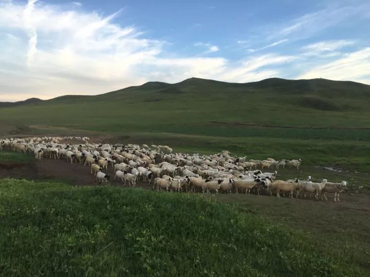 口味太重!开车1个小时!老桐乡吃货推荐:羊枪羊炮羊眼全安排上了……