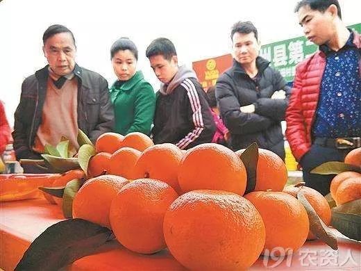 种柑橘增加收益的十条建议,如何把柑橘打开销路