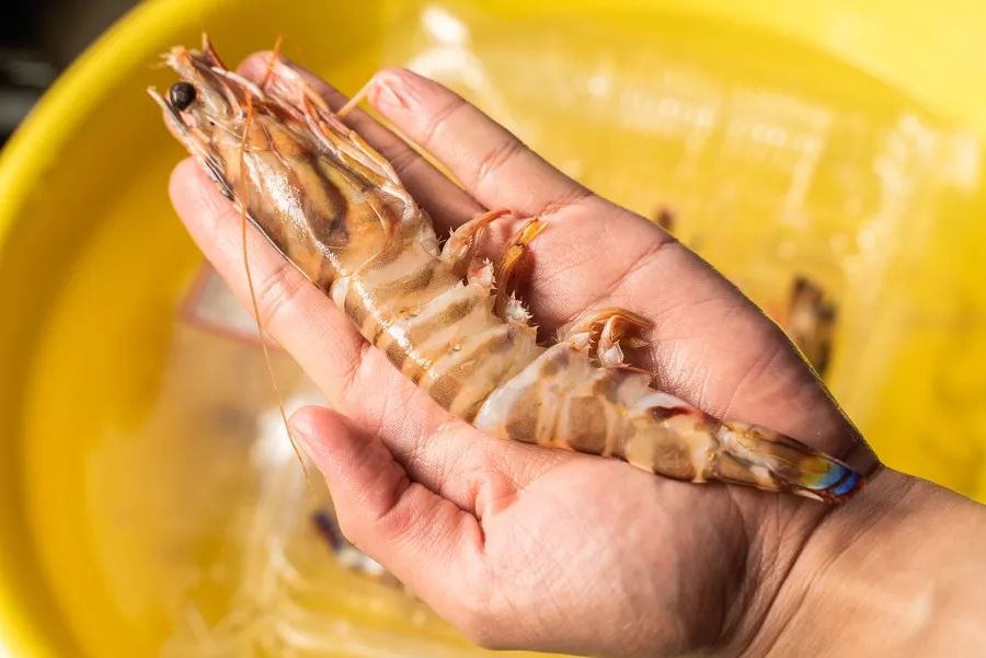 吕四海鲜原产地,吕四吃海鲜推荐