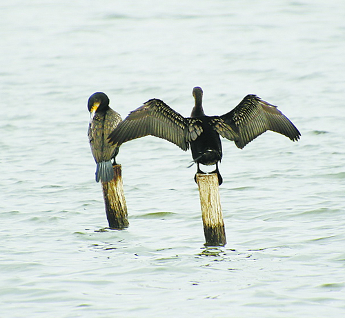 鸬鹚生活在森林还是草原,鸬鹚在什么地方生存