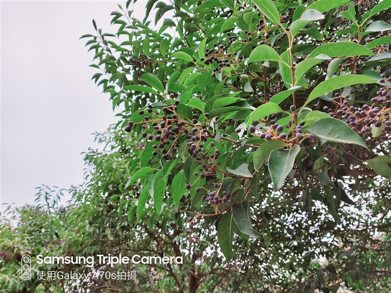 中端机还能如此漂亮三星GalaxyA70s评测:最轻薄的6400万三摄之作