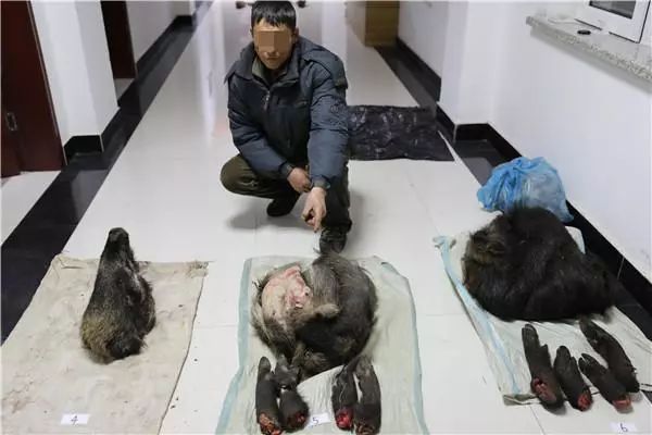 馋肉不想花钱买猪肉！俩男子竟然这样做