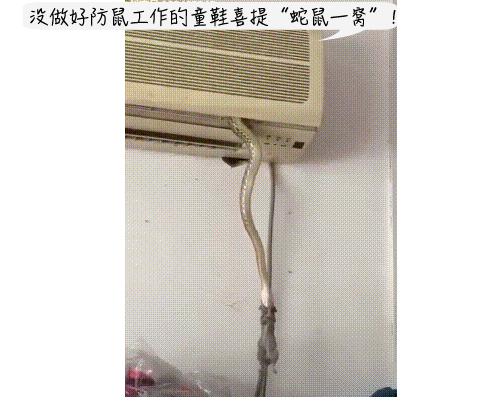 深圳罗湖灭鼠,除虫灭鼠深圳