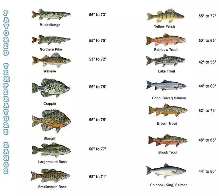 怎样淹死一条鱼,如何淹死一条鱼阅读答案