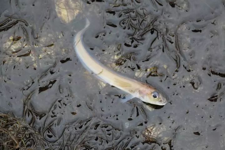 怎样淹死一条鱼,如何淹死一条鱼阅读答案