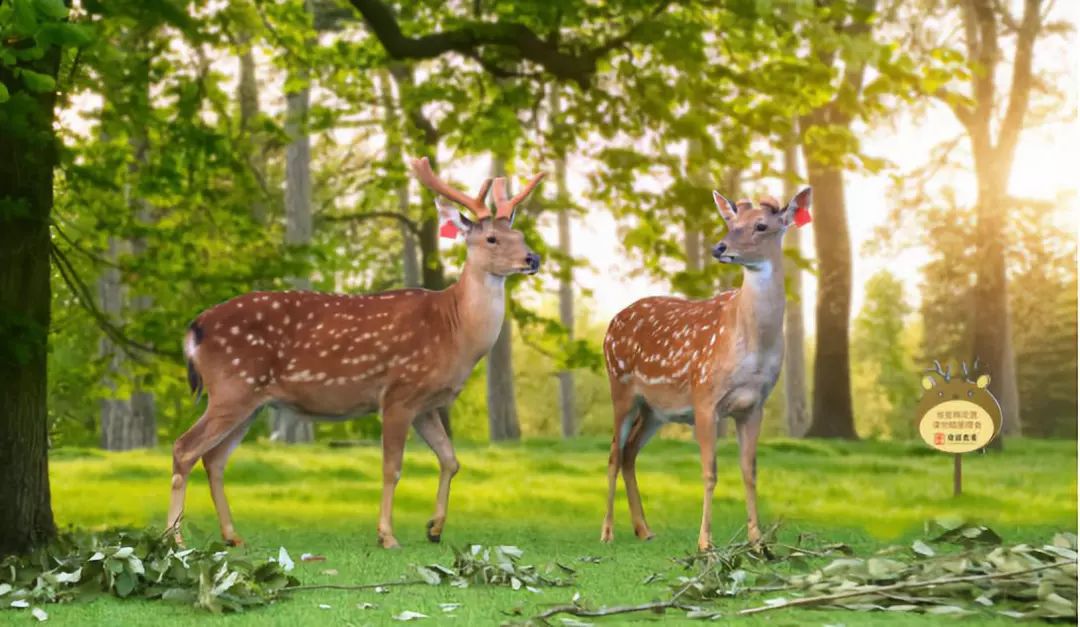 幕阜山有哪些项目,幕阜山开发最新消息