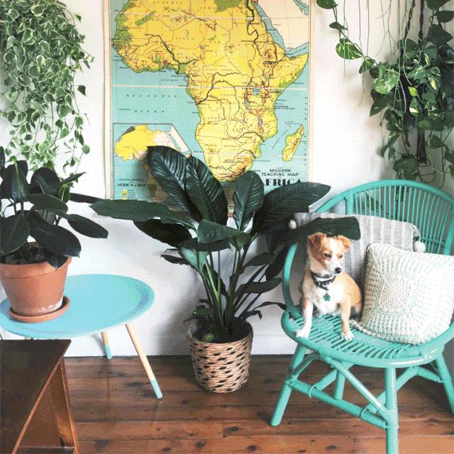 植物杀手们有救了，药到病除！|文末福利