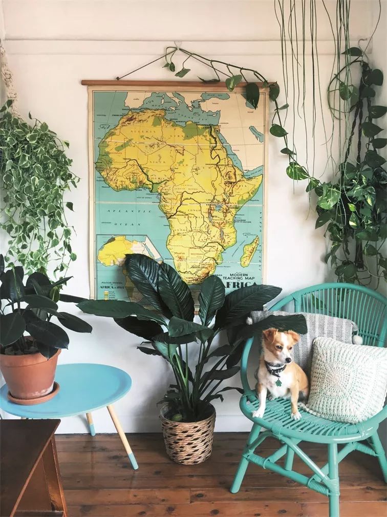 植物杀手们有救了，药到病除！|文末福利