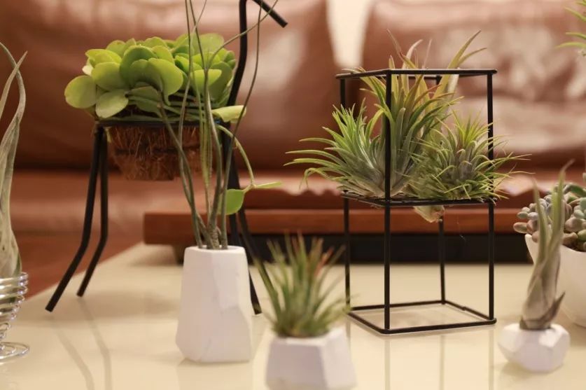 植物杀手们有救了，药到病除！|文末福利