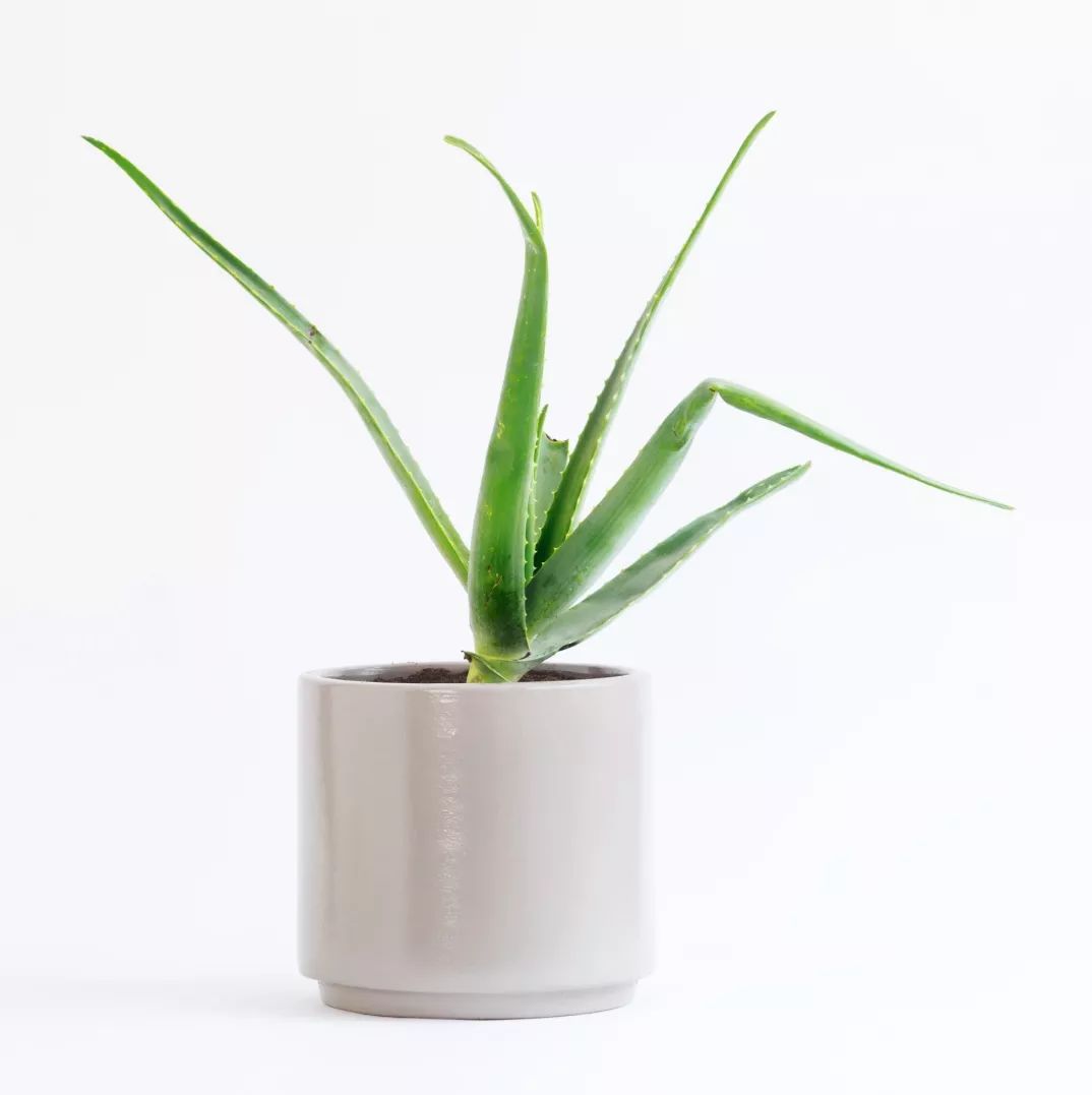 植物杀手们有救了，药到病除！|文末福利