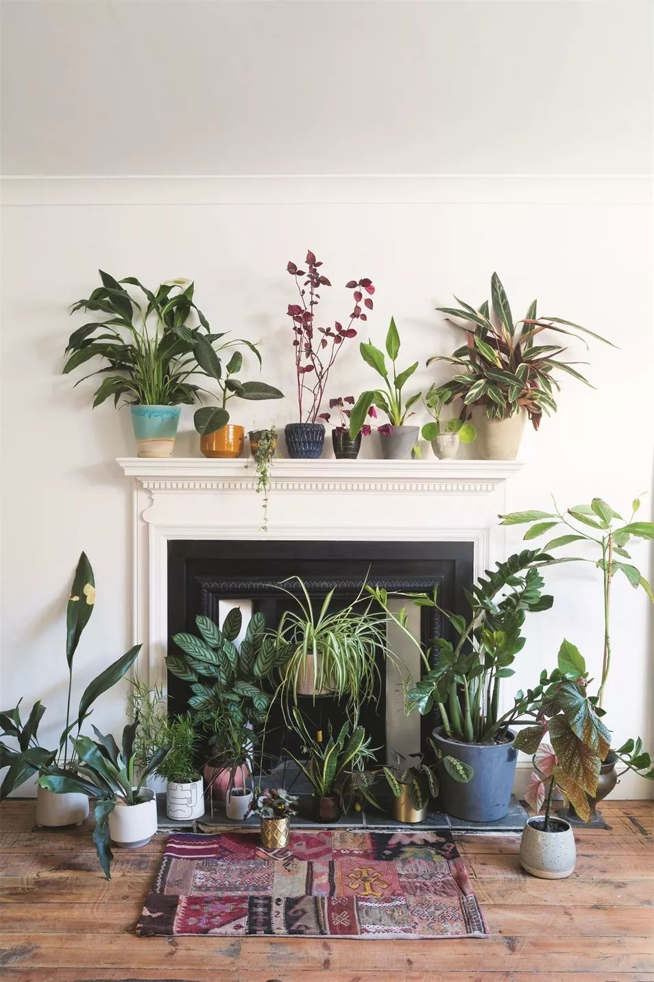 植物杀手们有救了，药到病除！|文末福利