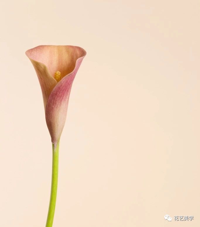 马蹄莲最普通品种开什么颜色花,花卉马蹄莲是什么样的