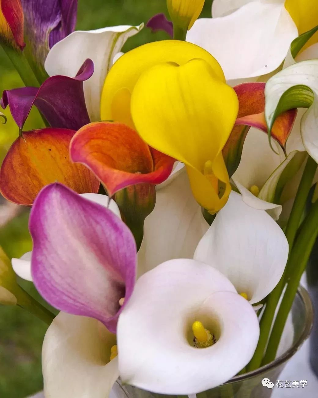 马蹄莲最普通品种开什么颜色花,花卉马蹄莲是什么样的