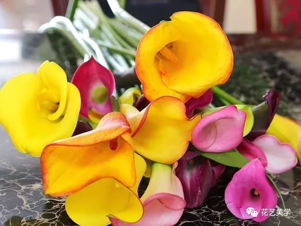 马蹄莲最普通品种开什么颜色花,花卉马蹄莲是什么样的