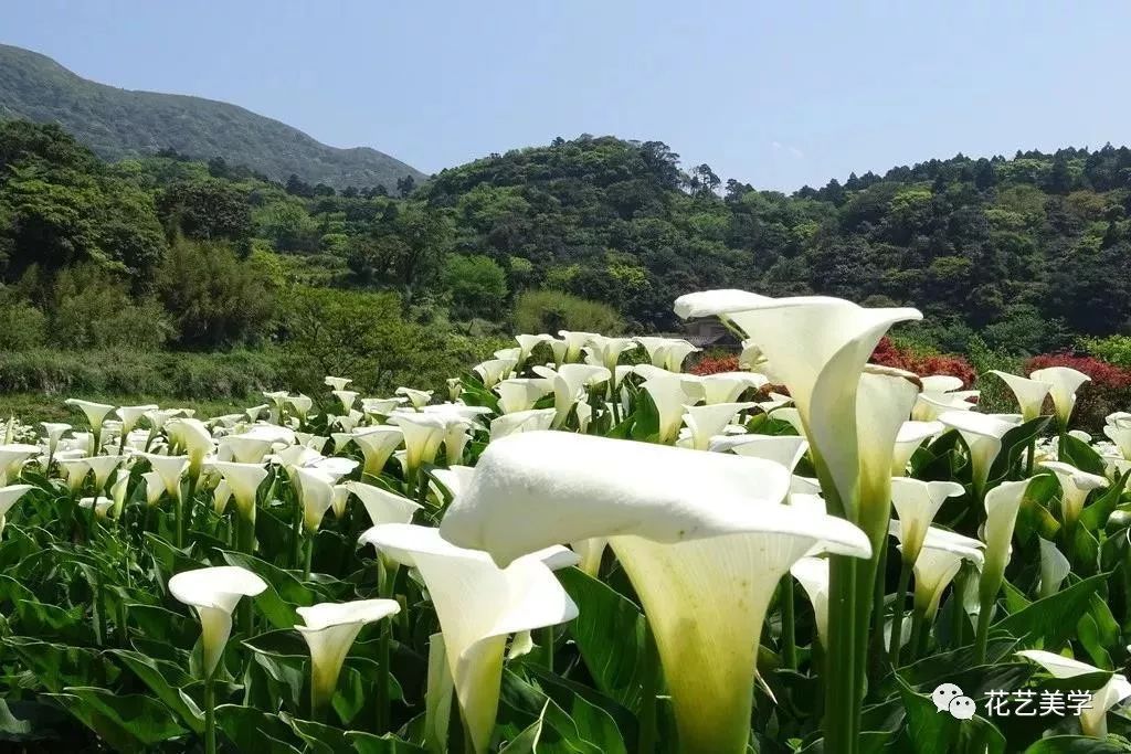 马蹄莲最普通品种开什么颜色花,花卉马蹄莲是什么样的
