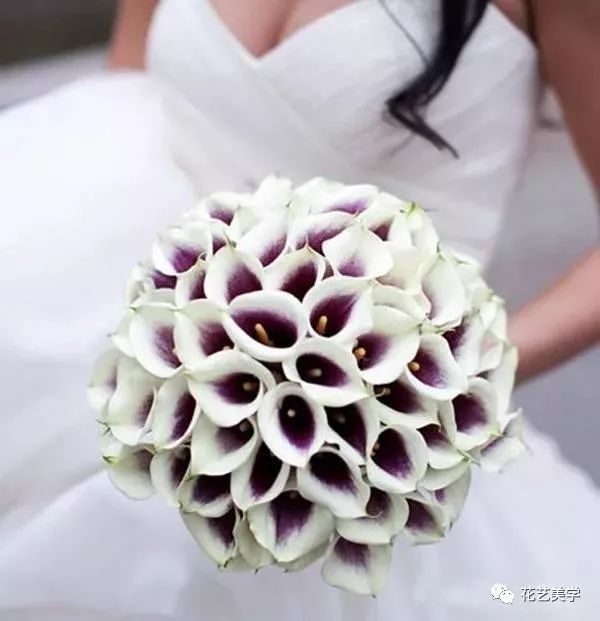 马蹄莲最普通品种开什么颜色花,花卉马蹄莲是什么样的