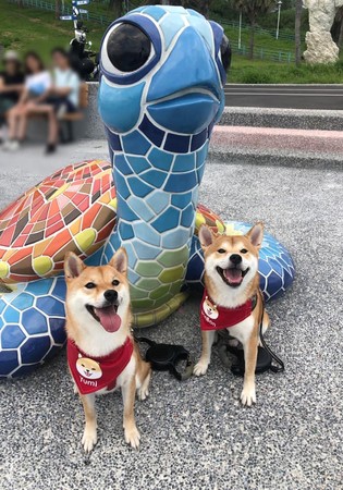 美柴气到脸变形　鸭母嗓意外露馅