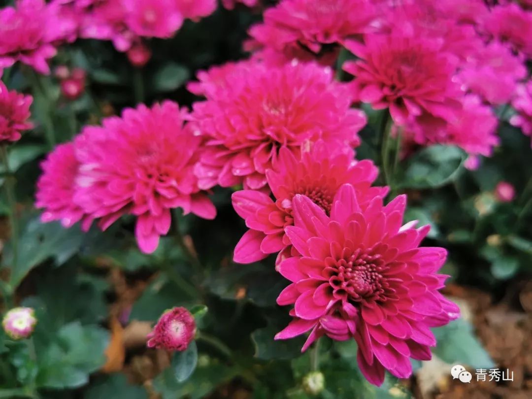 青秀山菊花展进入最佳观赏期,南宁青秀山菊花展门票多少钱一张