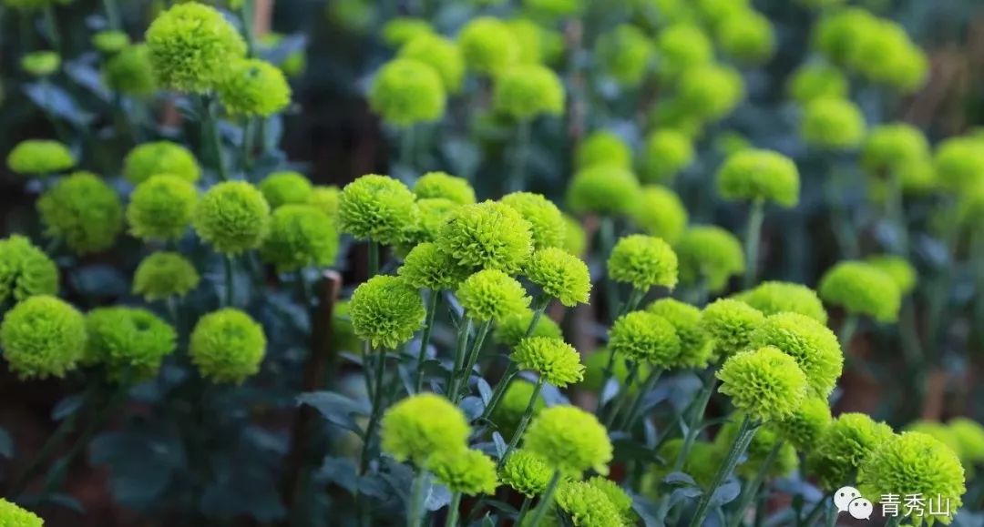 青秀山菊花展进入最佳观赏期,南宁青秀山菊花展门票多少钱一张
