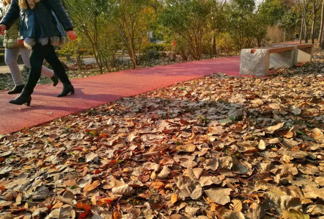 最美步道评选,黄浦最美健身步道