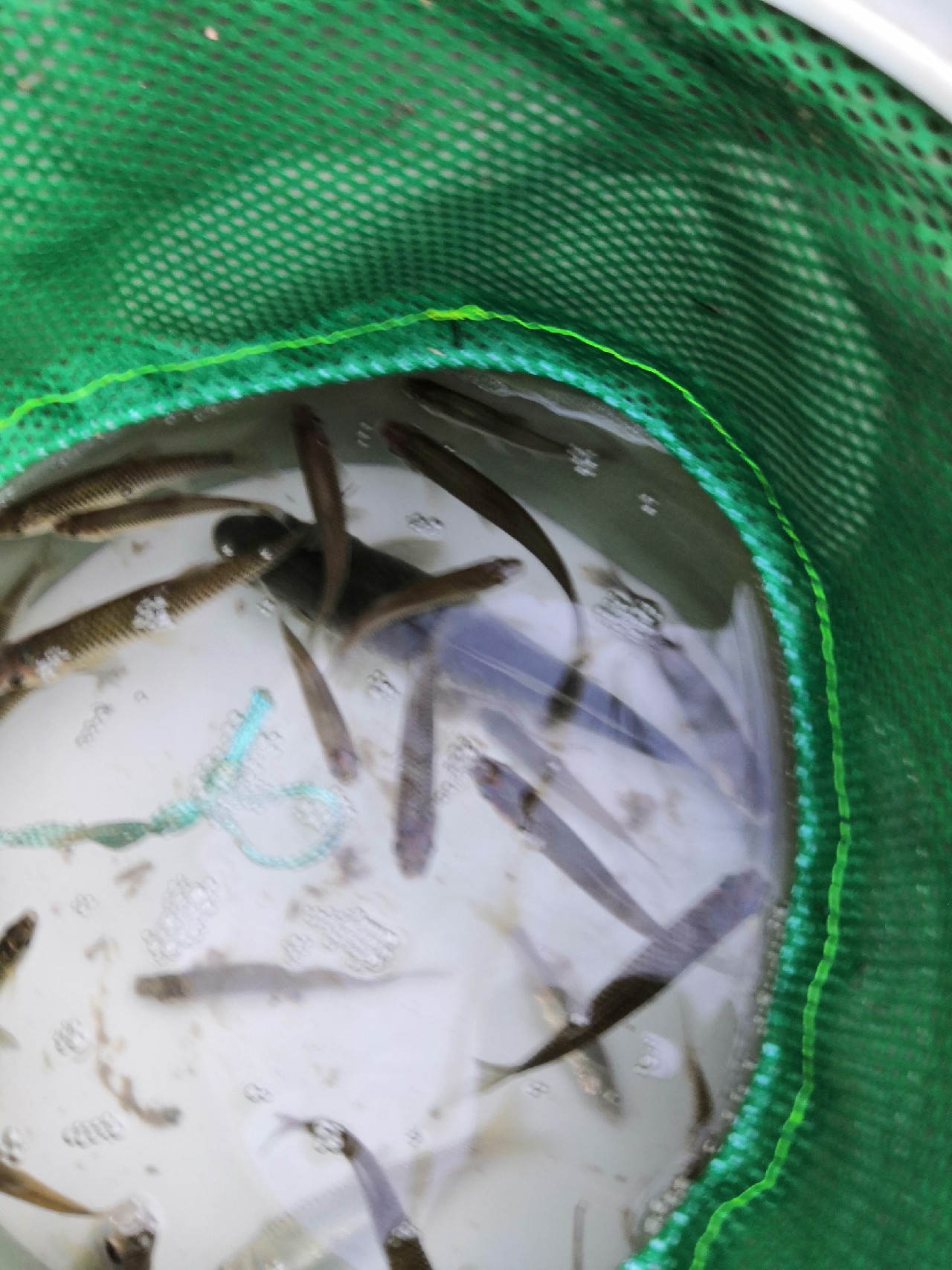 野钓桥边钓点,野钓探寻钓位